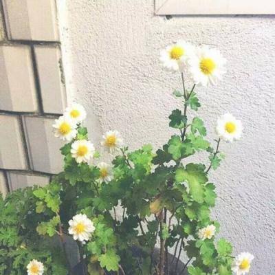 圆球坠落游戏下载